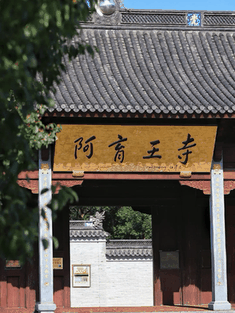 古树光影