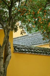 阿育王寺黄墙