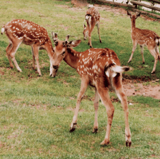 Deer